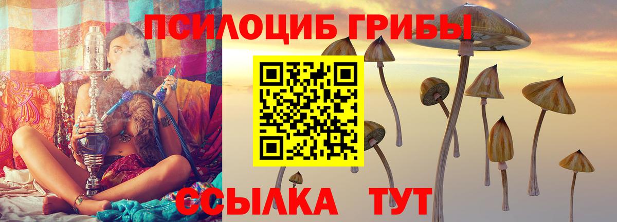 Псилоцибиновые грибы Cubensis Саянск